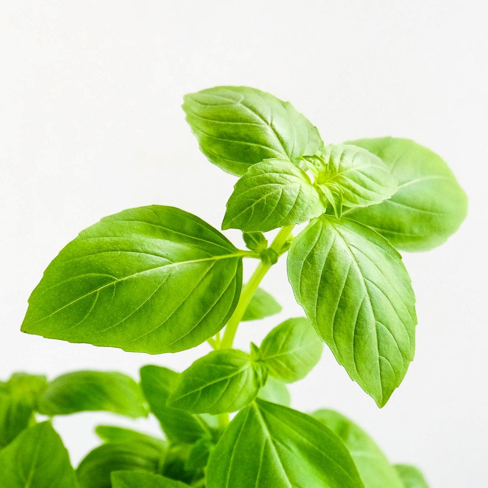 Sweet Basil Potted Herb (Small) Malaysia