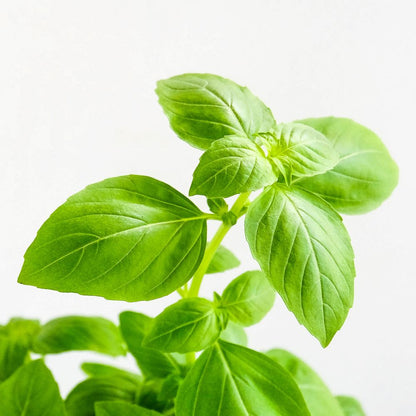 Sweet Basil Potted Herb (Small) Malaysia