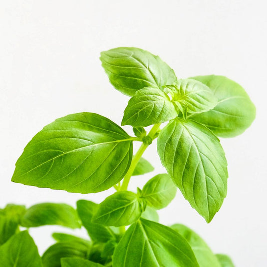 Sweet Basil Potted Herb (Small) Malaysia