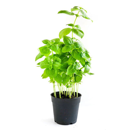 Sweet Basil Potted Herb (Small) Malaysia