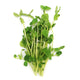 Organic Pea Sprout 100g